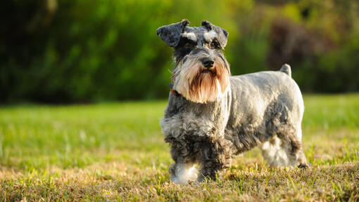 9 Dog Breeds That Don t Shed as Much Purina